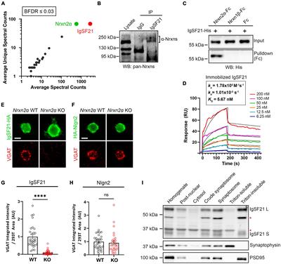 Structural and functional characterization of the IgSF21-neurexin2α complex and its related signaling pathways in the regulation of inhibitory synapse organization